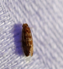 Lobesia xylistis