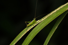 Conocephalus gigantius