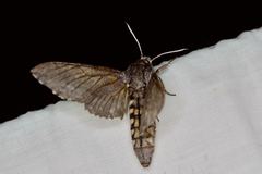 Coenotes eremophilae