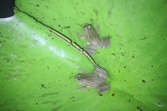 Occidozyga lima