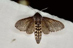 Coenotes eremophilae