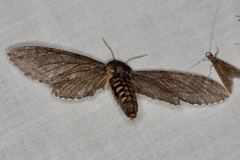 Coenotes eremophilae