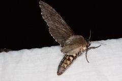 Coenotes eremophilae