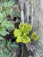 Cymopterus macdougalii