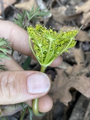 Cymopterus macdougalii