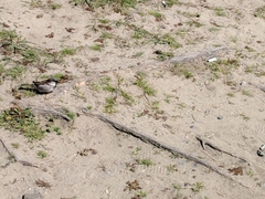 Passer domesticus