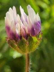 Trifolium grayi