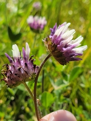 Trifolium grayi
