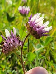 Trifolium grayi