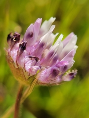 Trifolium grayi