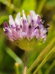 Trifolium grayi