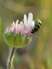 Trifolium grayi