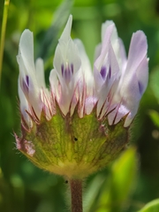 Trifolium grayi
