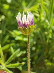 Trifolium grayi