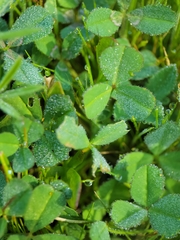 Trifolium grayi