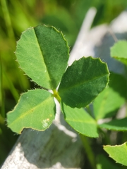 Trifolium grayi