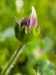 Trifolium grayi