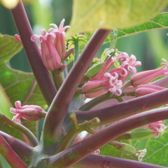 Vasconcellea parviflora