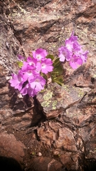 Primula hirsuta