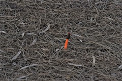 Phallus rubicundus
