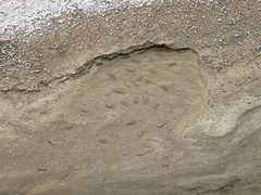 Cyprinodon salinus salinus