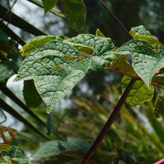 Vasconcellea parviflora