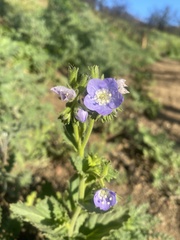 Phacelia viscida