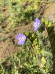 Phacelia viscida