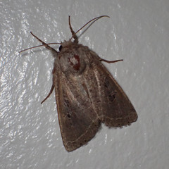 Protorthodes melanopis