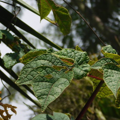 Vasconcellea parviflora
