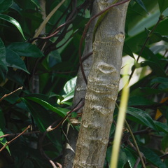 Vasconcellea parviflora