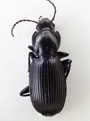 Pterostichus illustris