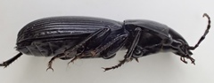 Pterostichus illustris