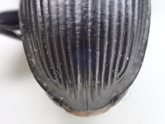 Pterostichus illustris