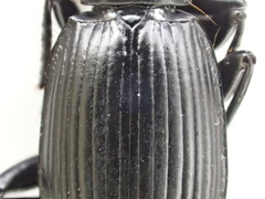 Pterostichus illustris