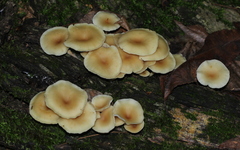 Clitocybe americana