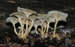 Clitocybe americana
