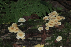 Clitocybe americana