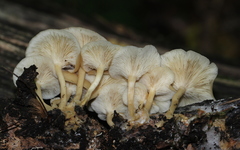Clitocybe americana