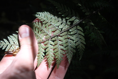 Polystichum neozelandicum