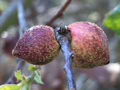 Disholcaspis simulata