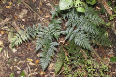 Polystichum neozelandicum