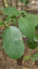 Azara petiolaris