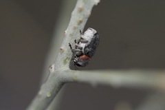 Pachybrachis thoracicus