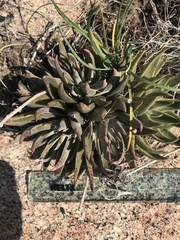 Dudleya saxosa