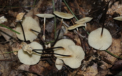Marasmius delectans