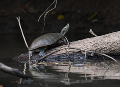 Trachemys grayi