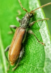 Ceresium zeylanicum