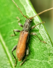 Ceresium zeylanicum