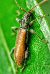 Ceresium zeylanicum